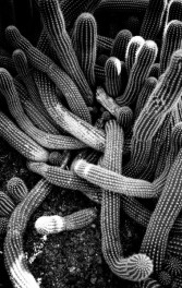 06-26-extra-fort-emilie-hallard-cactus-para-eli001-bis-lo-res.jpg